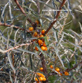 catina hippophae rhamnoides
