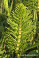 coada calului equisetum arvense