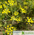 fenicul foeniculum vulgare