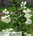 iasomie-jasminum