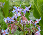 limba mielului borago officinalis