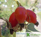 maces rosa canina