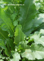 macris rumez acetosa