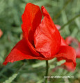 mac papaver rhoeas