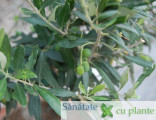 maslin olea europaea