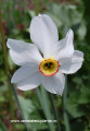 narcisa alba narcissus poeticus