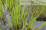 obligeana acorus calamus