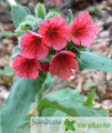 plamanarica mierea ursului Pulmonaria officinalis