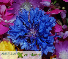 Albastrele-centaurea-cyanus-2