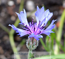Albastrele-centaurea-cyanus-3