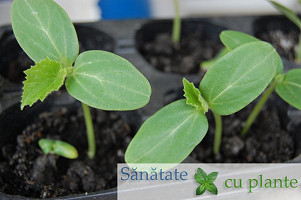 Castravetele-cucumis-sativus-5