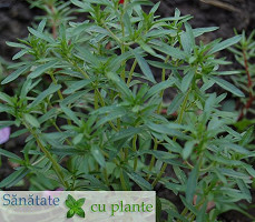 Cimbrul-satureja-hortensis-2