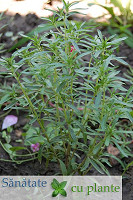 Cimbrul-satureja-hortensis-3