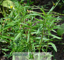 Cimbrul-satureja-hortensis-5