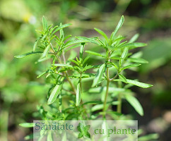 Cimbrul-satureja-hortensis-6