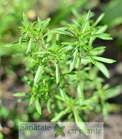 Cimbrul-satureja-hortensis-7