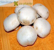 Ciuperci-1
