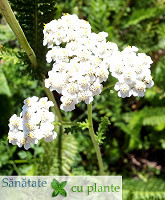 Coada-soricelului-achillea-millefolium-6