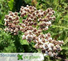 Coada-soricelului-achillea-millefolium-7