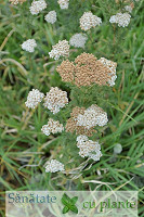 Coada-soricelului-achillea-millefolium-8