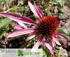Echinaceea-echinacea-purpurea-3
