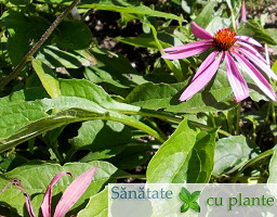 Echinaceea-echinacea-purpurea-5