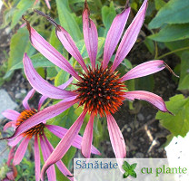Echinaceea-echinacea-purpurea-6