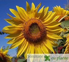 Floarea-soarelui-helianthus-annuus-3