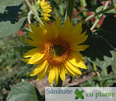 Floarea-soarelui-helianthus-annuus-5