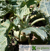 Gulie-brassica-oleracea-1