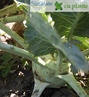 Gulie-brassica-oleracea-2