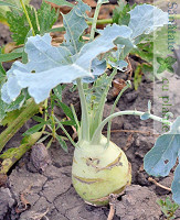 Gulie-brassica-oleracea-5