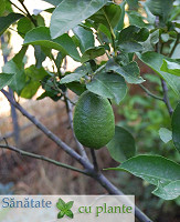 Lamaie-citrus-limon-4