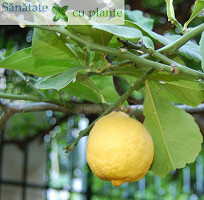 Lamaie-citrus-limon-6