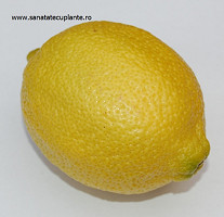 Lamaie-citrus-limonum-1