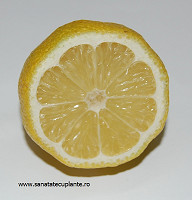 Lamaie-citrus-limonum-2