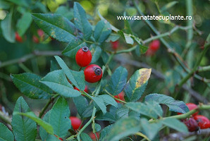 Maces-rosa-canina-3