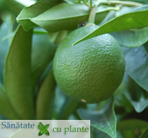 Mandarina Citrus Tangerina 1