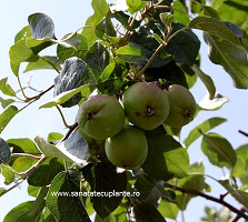 Marul-malus-domestica-6