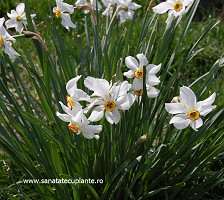 Narcisa-alba-narcissus-poeticus-2