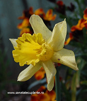 Narcisa-galbena-narcissus-pseudonarcissus-1