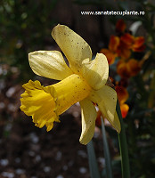 Narcisa-galbena-narcissus-pseudonarcissus-2