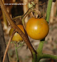 Rosie-solanum-lycopersicum-3