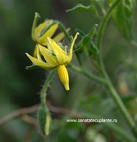 Rosie-solanum-lycopersicum-5