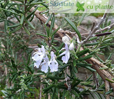 Rozmarin-rosmarinus-officinalis-3