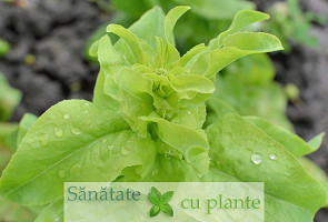 Salata-verde-5