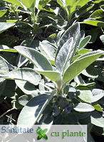 Salvia-salvia-officinalis-1