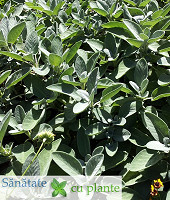 Salvia-salvia-officinalis-2