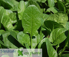 Spanac-spinacia-oleracea-2