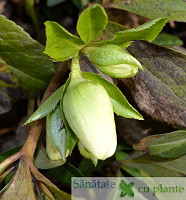 Spanzul-helleborus-purpurascens-3
